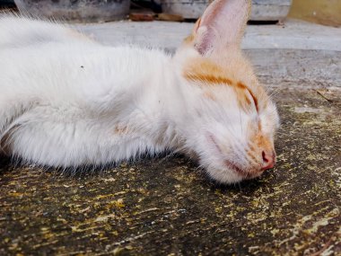 Rahat kedi, dokulu bir yüzeyde huzur içinde uyuyor.