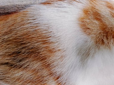 bir kedinin makro görüntüsü yumuşak kürk ile kahverengi ve beyaz tonların karışımı