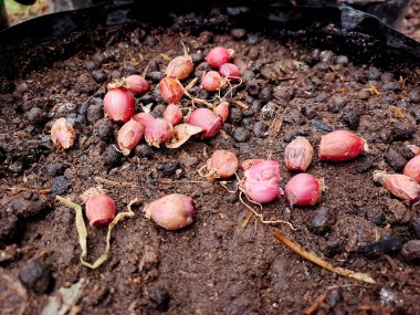 Taze toplanmış arpacık soğanlarının bereketli hasadı.