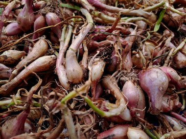 Taze toplanmış arpacık soğanlarının bereketli hasadı.