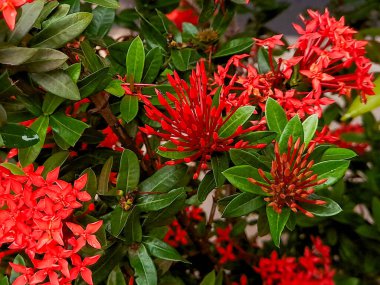 Canlı kırmızı Ixora çiçekleri açıyor