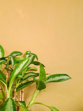 yeşil yapraklar sıcak bej bir duvara gölge düşürüyor.