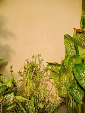 yeşil yapraklar sıcak bej bir duvara gölge düşürüyor.