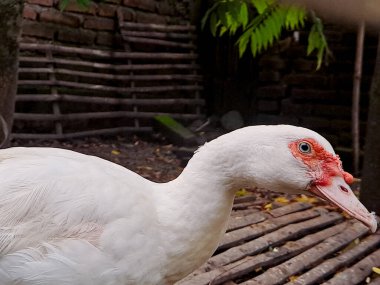 Animal majestic Muscovy duck clipart