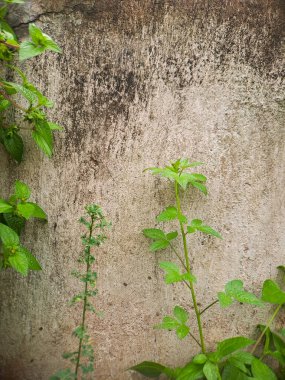 Yıpranmış beton bir duvarın soyut dokusu ve üzerinde yemyeşil sarmaşıklar yetişiyor. Doğa için mükemmel tasarımlar, mimari fotoğrafçılık