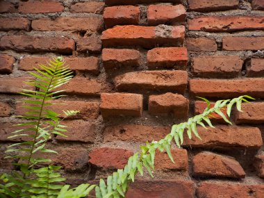 Yıpranmış tuğla duvardan yeşil eğreltiotu filizlenir.