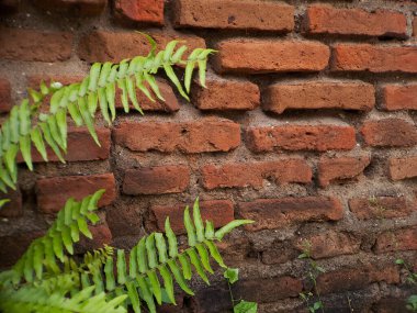 vibrant green fern sprouts from a weathered brick wall