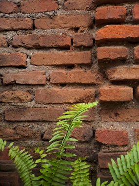 Yıpranmış tuğla duvardan yeşil eğreltiotu filizlenir.