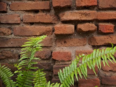Yıpranmış tuğla duvardan yeşil eğreltiotu filizlenir.