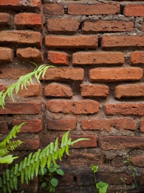 vibrant green fern sprouts from a weathered brick wall