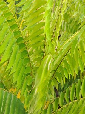 yemyeşil yıldız meyvesi yaprakları