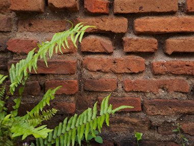 Yıpranmış tuğla duvardan yeşil eğreltiotu filizlenir.
