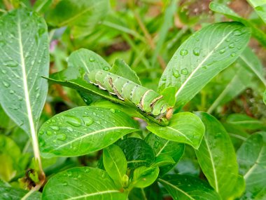 vibrant green caterpillar perched on a leaf clipart