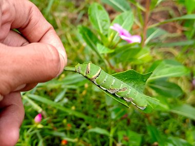 vibrant green caterpillar perched on a leaf clipart