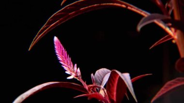 Koyu arkaplana karşı canlı pembe Celosia çiçeği tüylü dokusunu ve dramatik formunu sergiliyor. Botanik çizimler ve çiçek tasarımı için mükemmel.