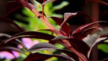 Koyu arkaplana karşı canlı pembe Celosia çiçeği tüylü dokusunu ve dramatik formunu sergiliyor. Botanik çizimler ve çiçek tasarımı için mükemmel.