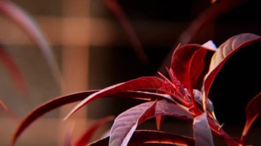 Koyu arkaplana karşı canlı pembe Celosia çiçeği tüylü dokusunu ve dramatik formunu sergiliyor. Botanik çizimler ve çiçek tasarımı için mükemmel.