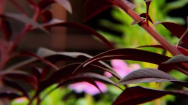 Koyu arkaplana karşı canlı pembe Celosia çiçeği tüylü dokusunu ve dramatik formunu sergiliyor. Botanik çizimler ve çiçek tasarımı için mükemmel.