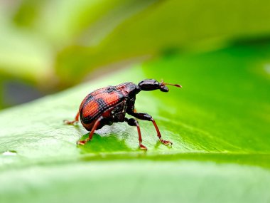 Yeşil bir yaprağa tünemiş canlı kırmızı ve siyah buğday böceği. Doğa fotoğrafçılığı ve böcek bilimi eğitimi için mükemmel.