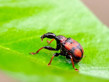 Yeşil bir yaprağa tünemiş canlı kırmızı ve siyah buğday böceği. Doğa fotoğrafçılığı ve böcek bilimi eğitimi için mükemmel.