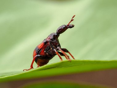 Yeşil bir yaprağa tünemiş canlı kırmızı ve siyah buğday böceği. Doğa fotoğrafçılığı ve böcek bilimi eğitimi için mükemmel.