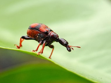 Yeşil bir yaprağa tünemiş canlı kırmızı ve siyah buğday böceği. Doğa fotoğrafçılığı ve böcek bilimi eğitimi için mükemmel.