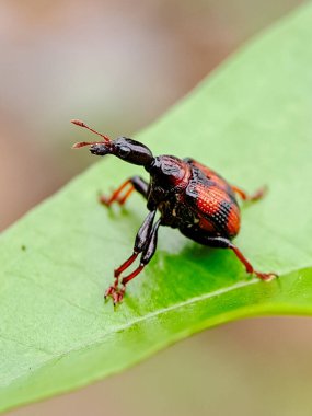 Yeşil bir yaprağa tünemiş canlı kırmızı ve siyah buğday böceği. Doğa fotoğrafçılığı ve böcek bilimi eğitimi için mükemmel.