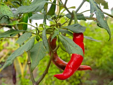 Olgun kırmızı biberler bir bitkinin üzerinde asılı, yemyeşil yapraklar arka planda.