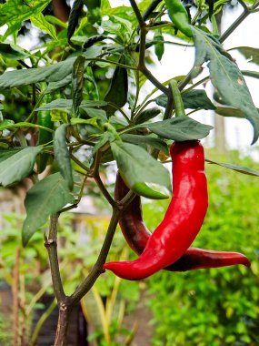 Olgun kırmızı biberler bir bitkinin üzerinde asılı, yemyeşil yapraklar arka planda.