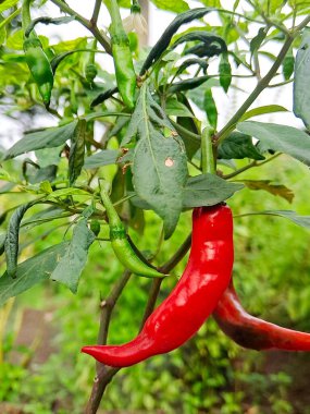 Olgun kırmızı biberler bir bitkinin üzerinde asılı, yemyeşil yapraklar arka planda.