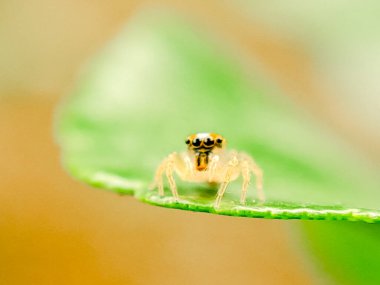 Yeşil bir yaprağın üzerine tünemiş küçük sarı bir örümceğin makro fotoğrafı. Büyük gözleri merakla bakıyor.