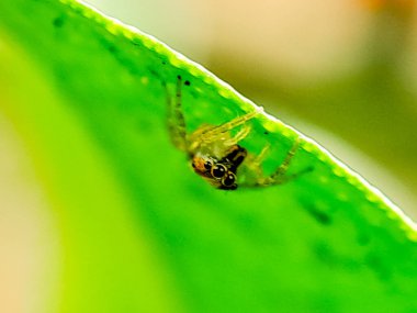 Yeşil bir yaprağın üzerine tünemiş küçük sarı bir örümceğin makro fotoğrafı. Büyük gözleri merakla bakıyor.