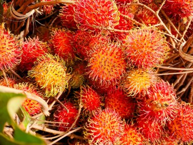 Taze Rambutan yığını, dikenli kırmızı derilerini ve egzotik görünüşlerini sergiliyorlar. Yemek fotoğrafçılığı için mükemmel.