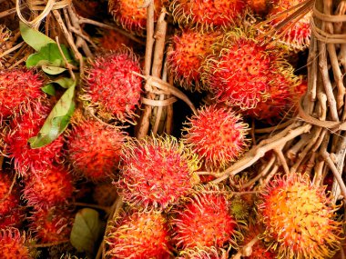 Taze Rambutan yığını, dikenli kırmızı derilerini ve egzotik görünüşlerini sergiliyorlar. Yemek fotoğrafçılığı için mükemmel.