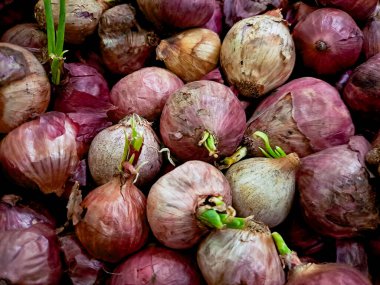 Kırmızı soğan yığını, bazıları filizlenen yeşil filizler, doğal büyüme ve çürüme döngüsünü sergiliyor.