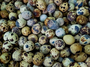 Benekli bıldırcın yumurtası yığını, benzersiz desenlerini ve minyatür boyutlarını gösteriyor.