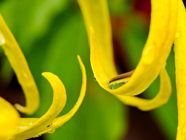 Narin, kıvrımlı yapraklı, ışıldayan çiğ damlalarıyla süslenmiş canlı sarı bir çiçeğin makro çekimi.