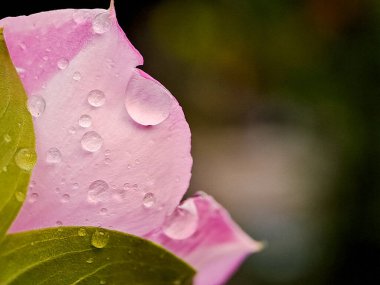Parıldayan yağmur damlalarıyla süslenmiş pembe bir çiçek yaprağının makro çekimi tazelik ve huzur hissi yaratıyor.
