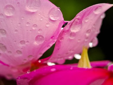 Parıldayan yağmur damlalarıyla süslenmiş pembe bir çiçek yaprağının makro çekimi tazelik ve huzur hissi yaratıyor.