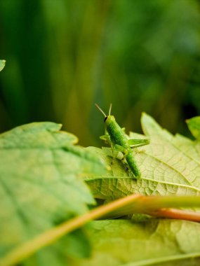İnce bir dal üzerine tünemiş canlı yeşil çekirgenin makro çekimi uzun bacakları ve narin antenlerini sergiliyor.