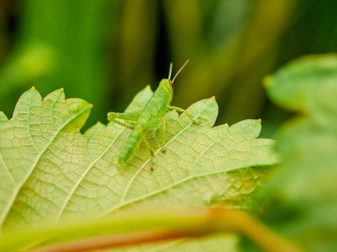İnce bir dal üzerine tünemiş canlı yeşil çekirgenin makro çekimi uzun bacakları ve narin antenlerini sergiliyor.