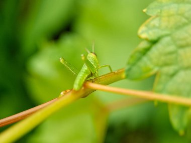 İnce bir dal üzerine tünemiş canlı yeşil çekirgenin makro çekimi uzun bacakları ve narin antenlerini sergiliyor.