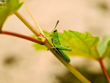 İnce bir dal üzerine tünemiş canlı yeşil çekirgenin makro çekimi uzun bacakları ve narin antenlerini sergiliyor.