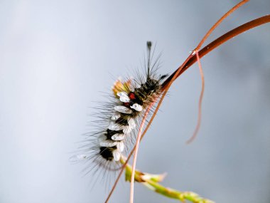 Küçük beyaz kozalarla kaplı kıllı bir tırtılın makro çekimi doğadaki türler arasındaki karmaşık ilişkiyi gözler önüne seriyor.