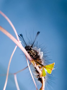 Macro shot of a hairy caterpillar covered in tiny white cocoons, showcasing the intricate relationship between species in nature clipart