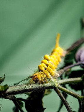Canlı sarı bir tırtılın yeşil bir gövde boyunca sürünen kırmızı bir noktanın ve bir tutam saçın makro çekimi.