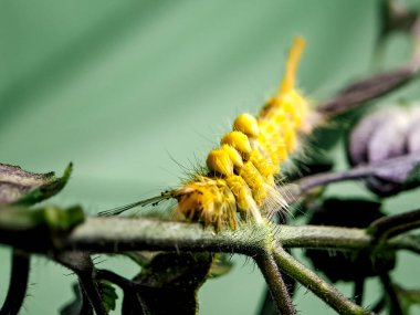 Canlı sarı bir tırtılın yeşil bir gövde boyunca sürünen kırmızı bir noktanın ve bir tutam saçın makro çekimi.