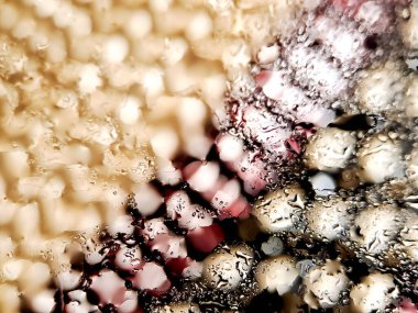 Büyüleyici beyaz, bordo ve siyah ipliklerle örülmüş kumaş. Bu fotoğraf karmaşık dokuyu vurgular