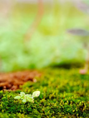 Canlı yeşil yosun ve yemyeşil bir çevrede büyüyen minik bitkilerin makro çekimi. Bu görüntü bir sükunet hissi uyandırıyor.