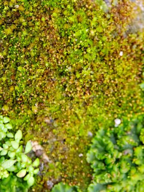 Canlı yeşil yosun yatağı, eşsiz yapraklı liken deseni, doğanın dokusunun karmaşık güzelliğini gözler önüne seriyor.